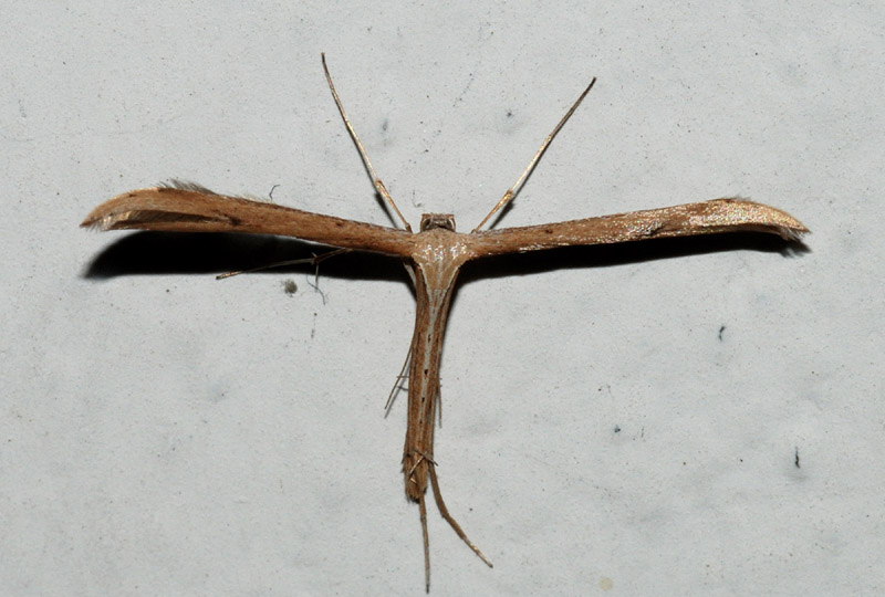 Pterophoridae da conr. 1